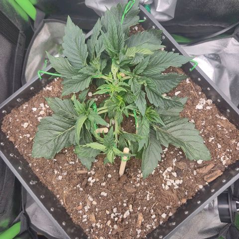 Agatha growlog timeline photo