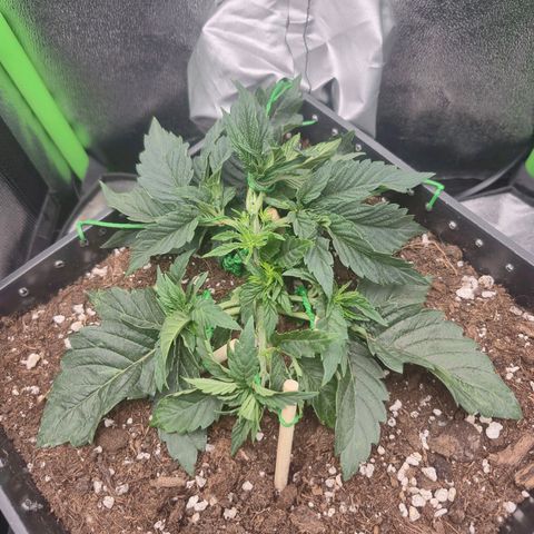 Agatha growlog timeline photo