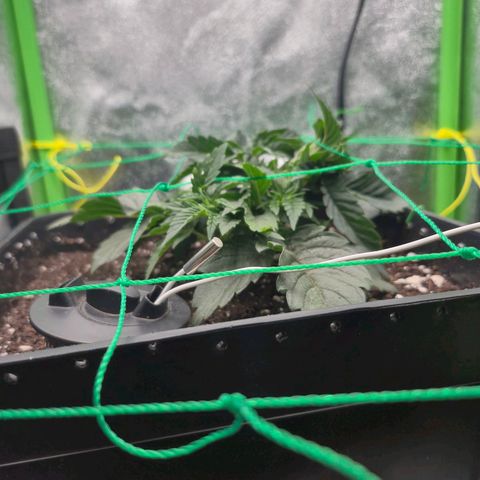 Agatha growlog timeline photo