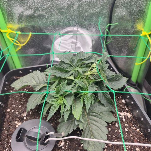 Agatha growlog timeline photo