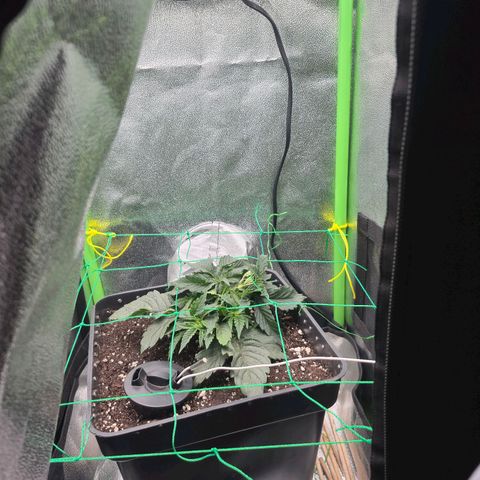 Agatha growlog timeline photo
