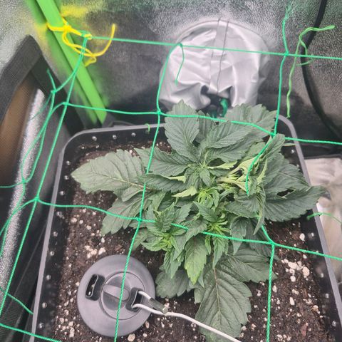 Agatha growlog timeline photo