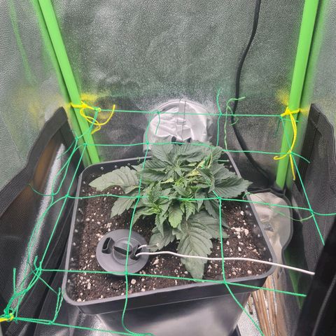 Agatha growlog timeline photo