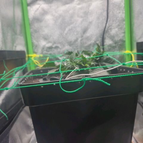 Agatha growlog timeline photo