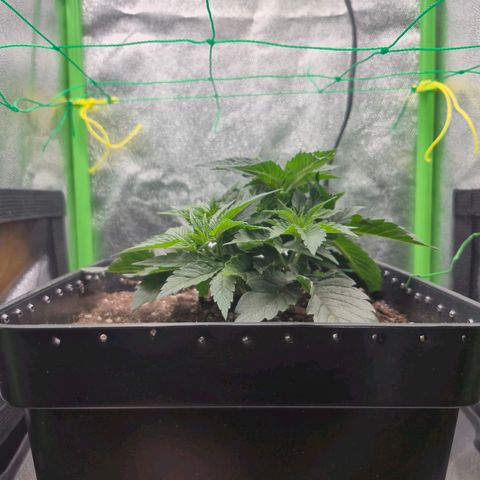 Agatha growlog timeline photo