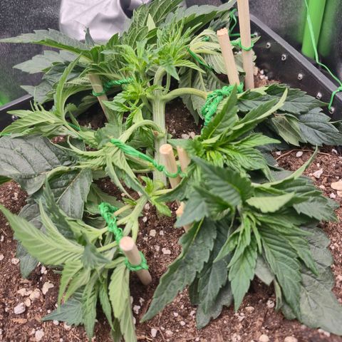 Agatha growlog timeline photo
