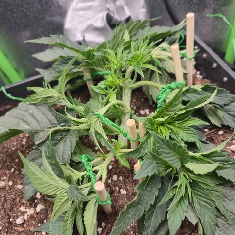 Agatha growlog timeline photo