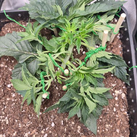 Agatha growlog timeline photo