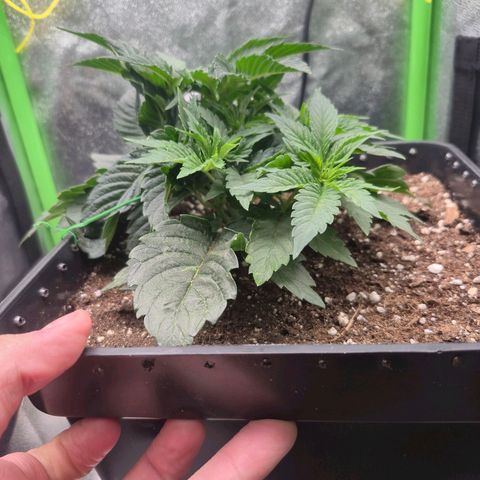 Agatha growlog timeline photo