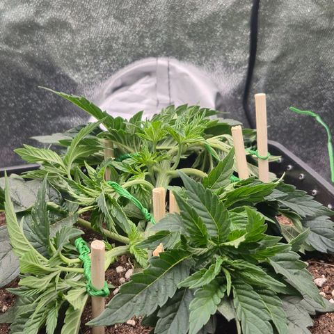 Agatha growlog timeline photo