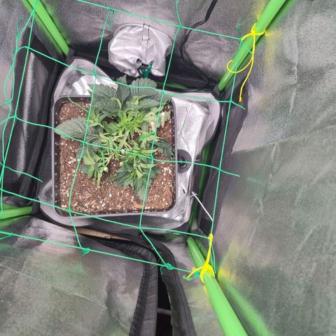 Agatha growlog timeline photo