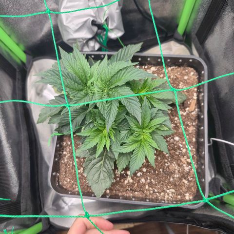 Agatha growlog timeline photo