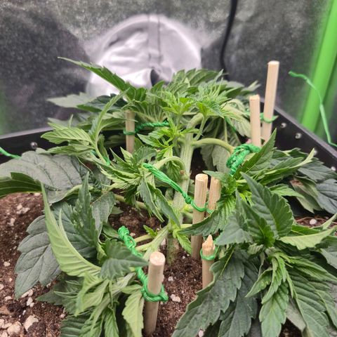 Agatha growlog timeline photo