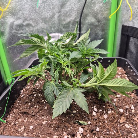 Agatha growlog timeline photo