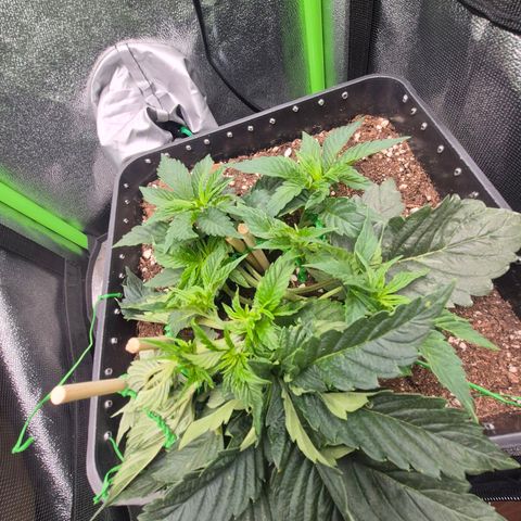 Agatha growlog timeline photo