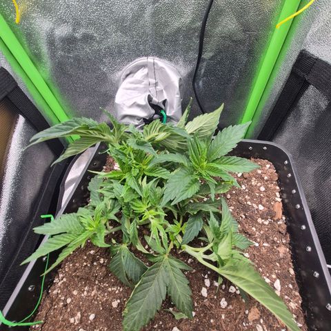 Agatha growlog timeline photo