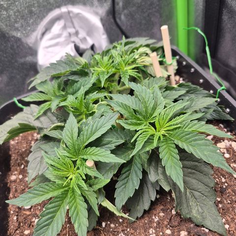 Agatha growlog timeline photo