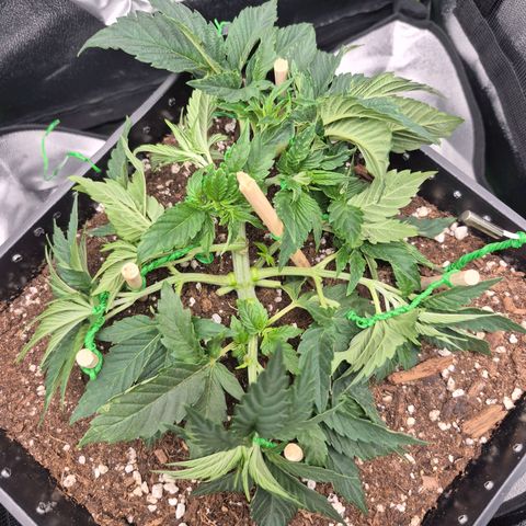Agatha growlog timeline photo