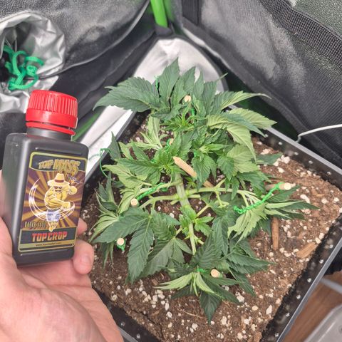 Agatha growlog timeline photo