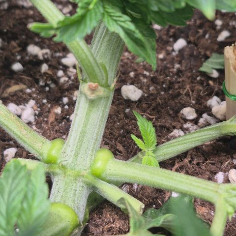 Agatha growlog timeline photo