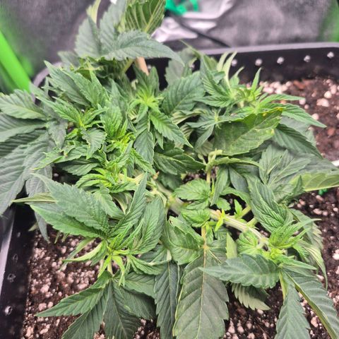 Agatha growlog timeline photo