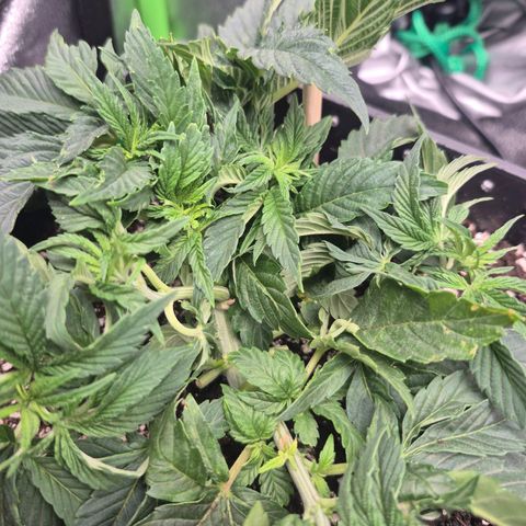 Agatha growlog timeline photo