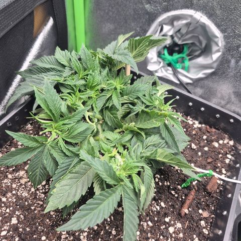 Agatha growlog timeline photo