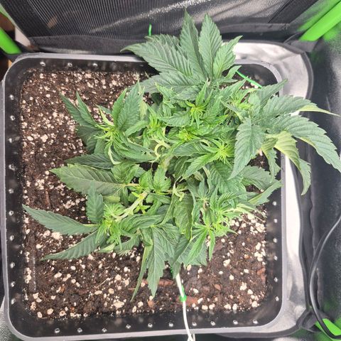Agatha growlog timeline photo