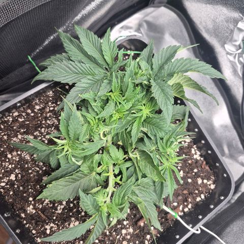Agatha growlog timeline photo