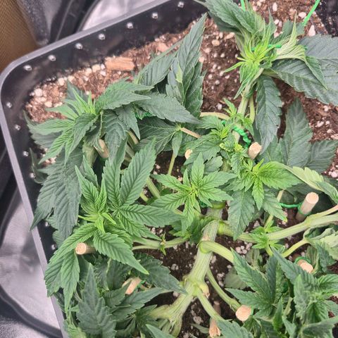 Agatha growlog timeline photo