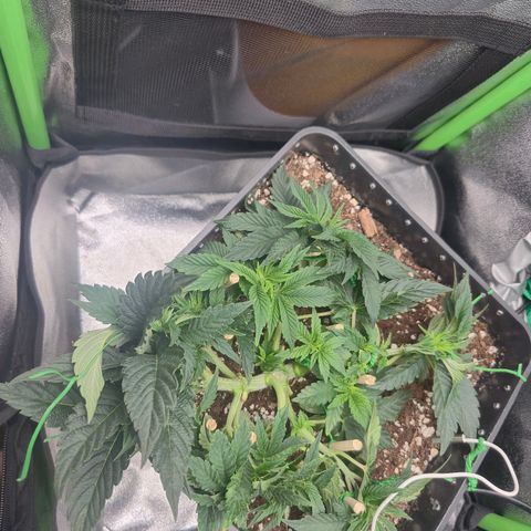 Agatha growlog timeline photo