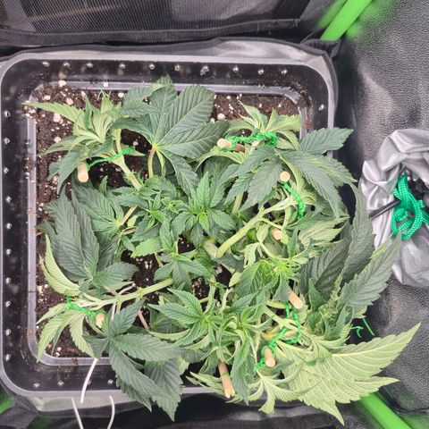 Agatha growlog timeline photo