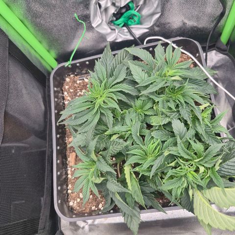 Agatha growlog timeline photo