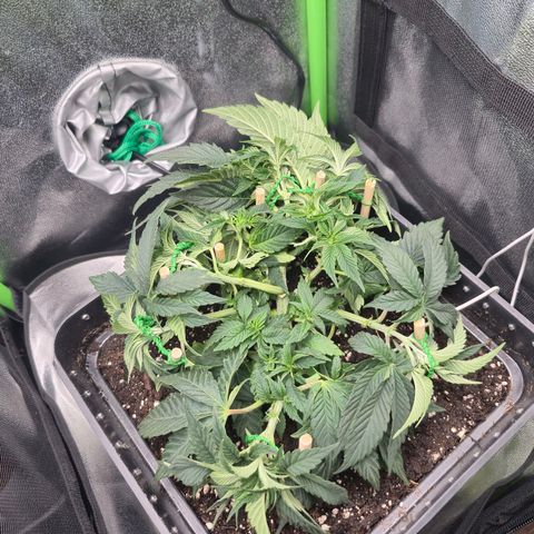 Agatha growlog timeline photo