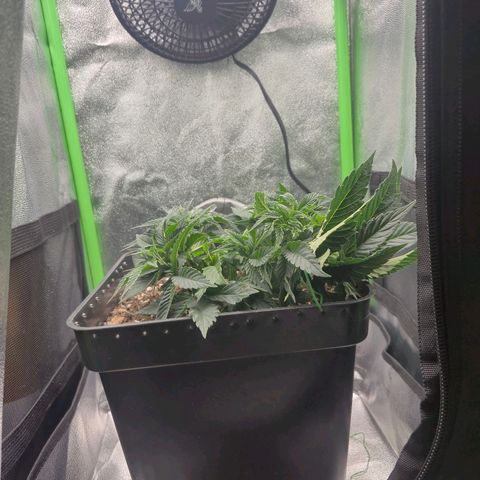 Agatha growlog timeline photo