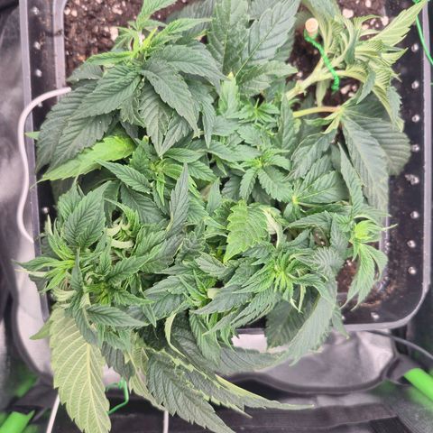 Agatha growlog timeline photo