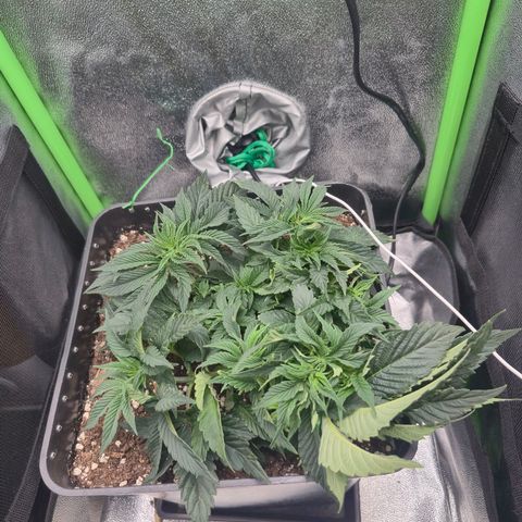 Agatha growlog timeline photo