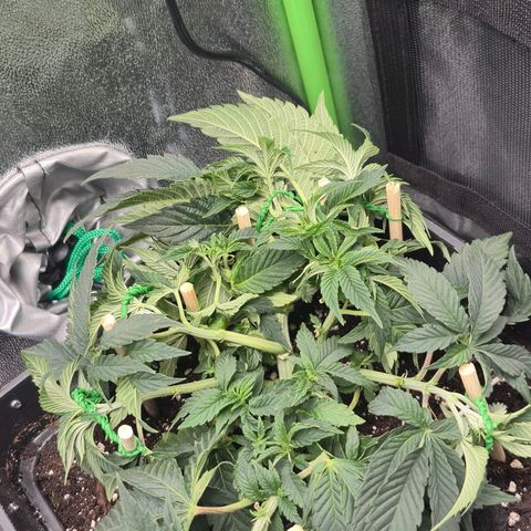 Agatha growlog timeline photo