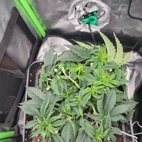 Agatha growlog timeline photo