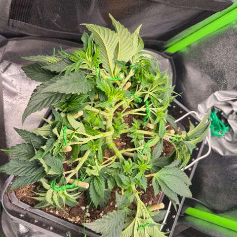 Agatha growlog timeline photo