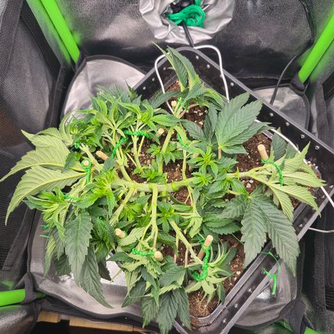 Agatha growlog timeline photo