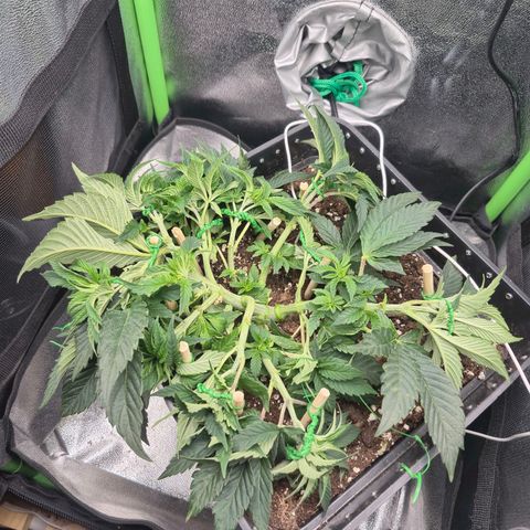 Agatha growlog timeline photo