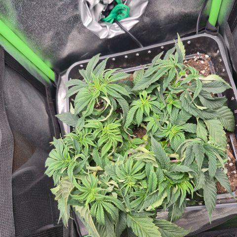 Agatha growlog photo: Aun evidente el estrés que tiene ,creo que es por humedad en sustrato o simplemente que mañana toca riego.