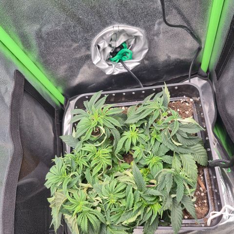 Agatha growlog photo: Aun evidente el estrés que tiene ,creo que es por humedad en sustrato o simplemente que mañana toca riego.
