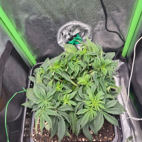 Agatha growlog photo: Regado 1.5 litros ph 6.2 calmag bajo ,silicio y green explosión, micojuyce ,agua temperatura 22-23 grados 