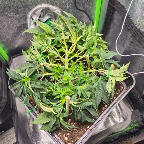 Agatha growlog photo: Mejora visible luego del riego ,ajuste lst .