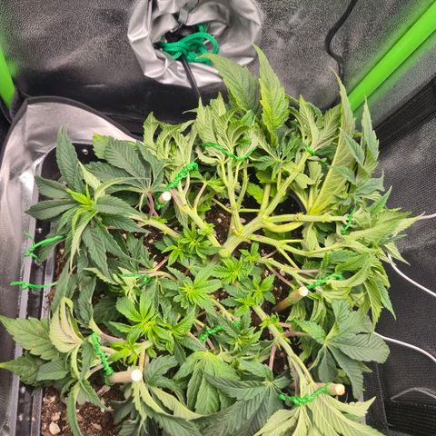 Agatha growlog photo: Mejora visible luego del riego ,ajuste lst .