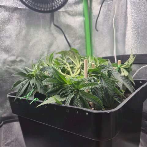 Agatha growlog photo: Mejora visible luego del riego ,ajuste lst .