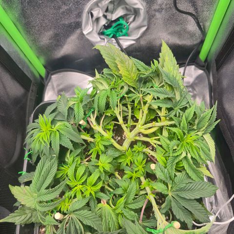 Agatha growlog timeline photo