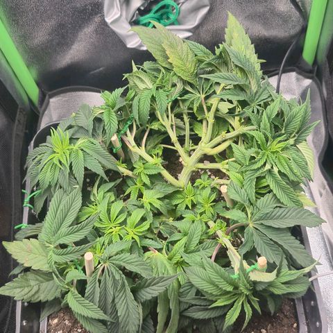 Agatha growlog timeline photo